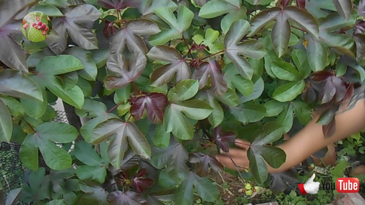 Pinhão-Roxo (Jatropha gossypiifolia L.)