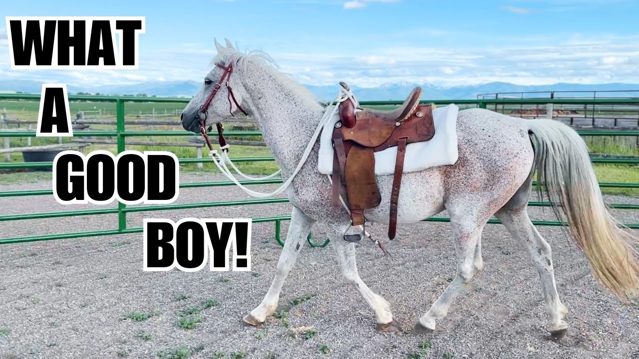 Riding my new Auction HORSE!