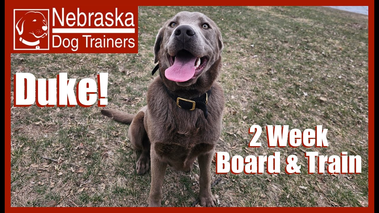 Duke | 9MO Silver Labrador | Off Leash Reliable Dog Training, Nebraska Dog Trainers