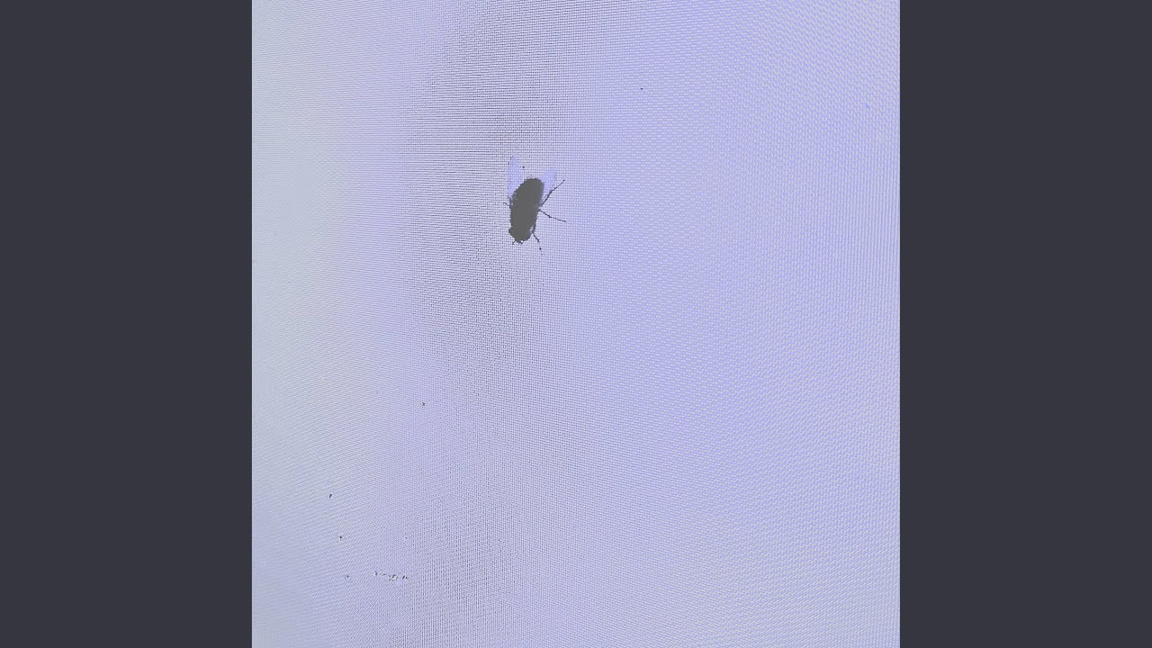 within the swarm of ambient light