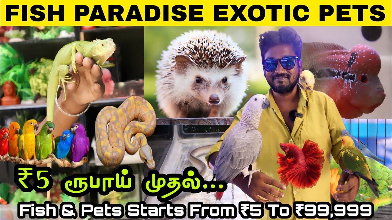 ₹5 ரூபாய் முதல் Exotic Fish & Pets | Cheapest Pets | Fish Paradise Exotic Aquarium | @SalemTalkies