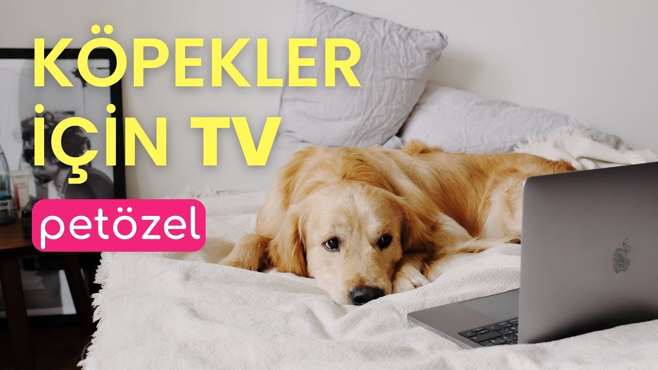 K&ouml;pekler i&ccedil;in TV 🐶 &Ccedil;izgi Film & Sakin M&uuml;zik | G&ouml;rebildikleri Renkler (4 Saat) 💙