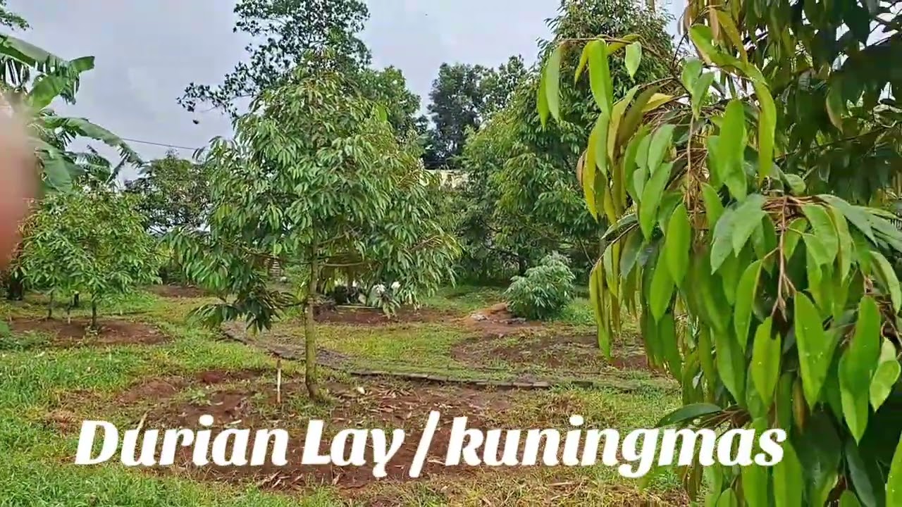 Durian Lay Sangat berbeda