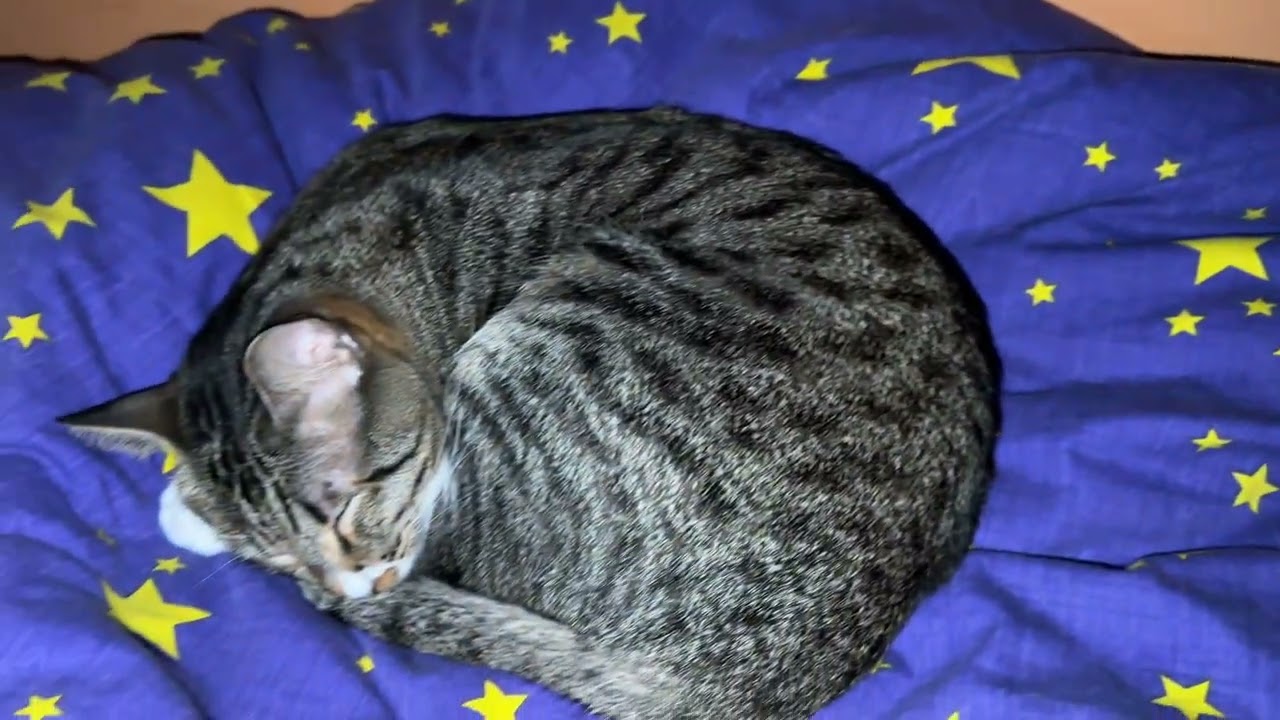 Jan22 2026@frankip023 #cat #貓咪日常 With my cats 