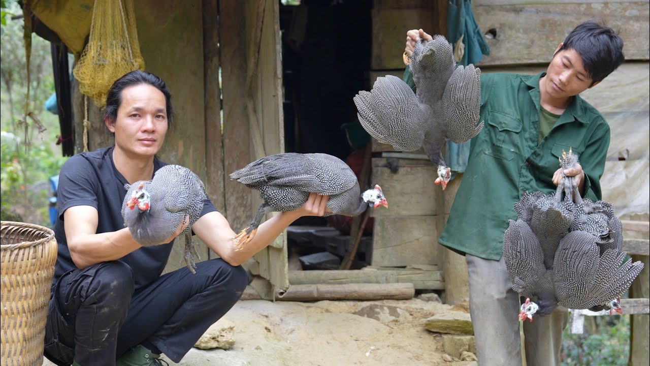 Zon bought this strange breed of chicken for new hope, Vàng Hoa