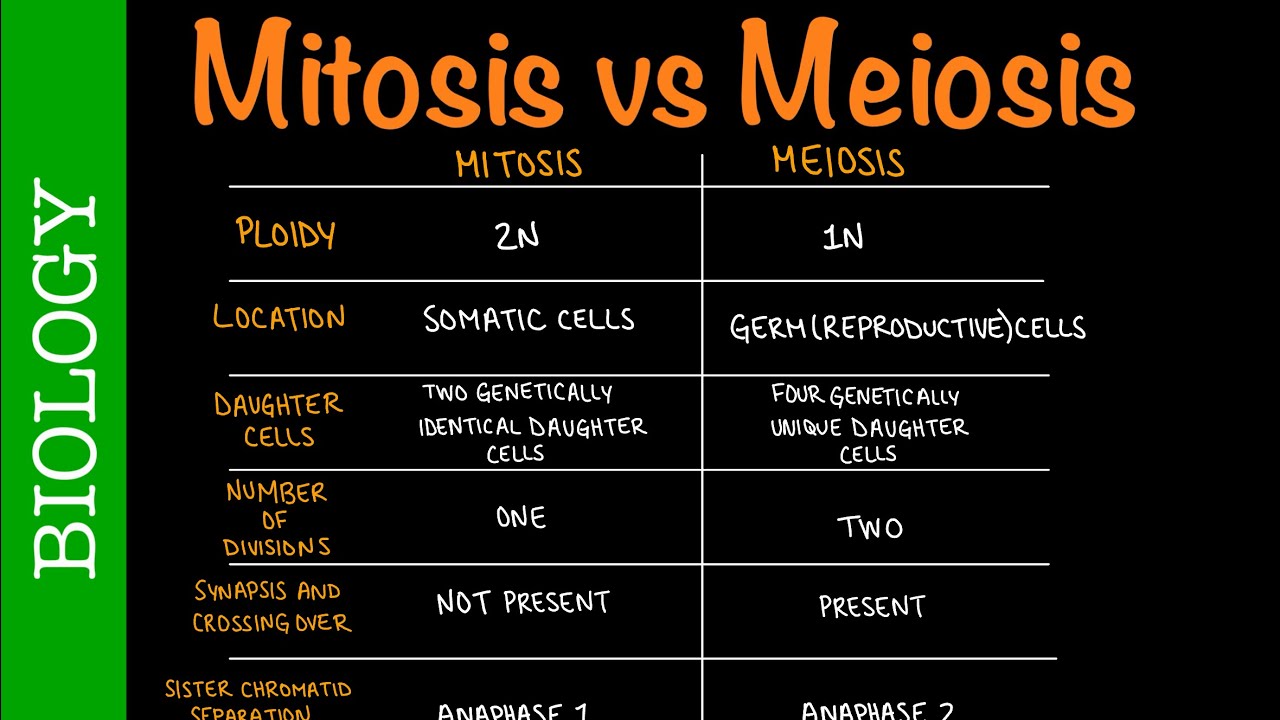 Mitosis vs Meiosis | Biology