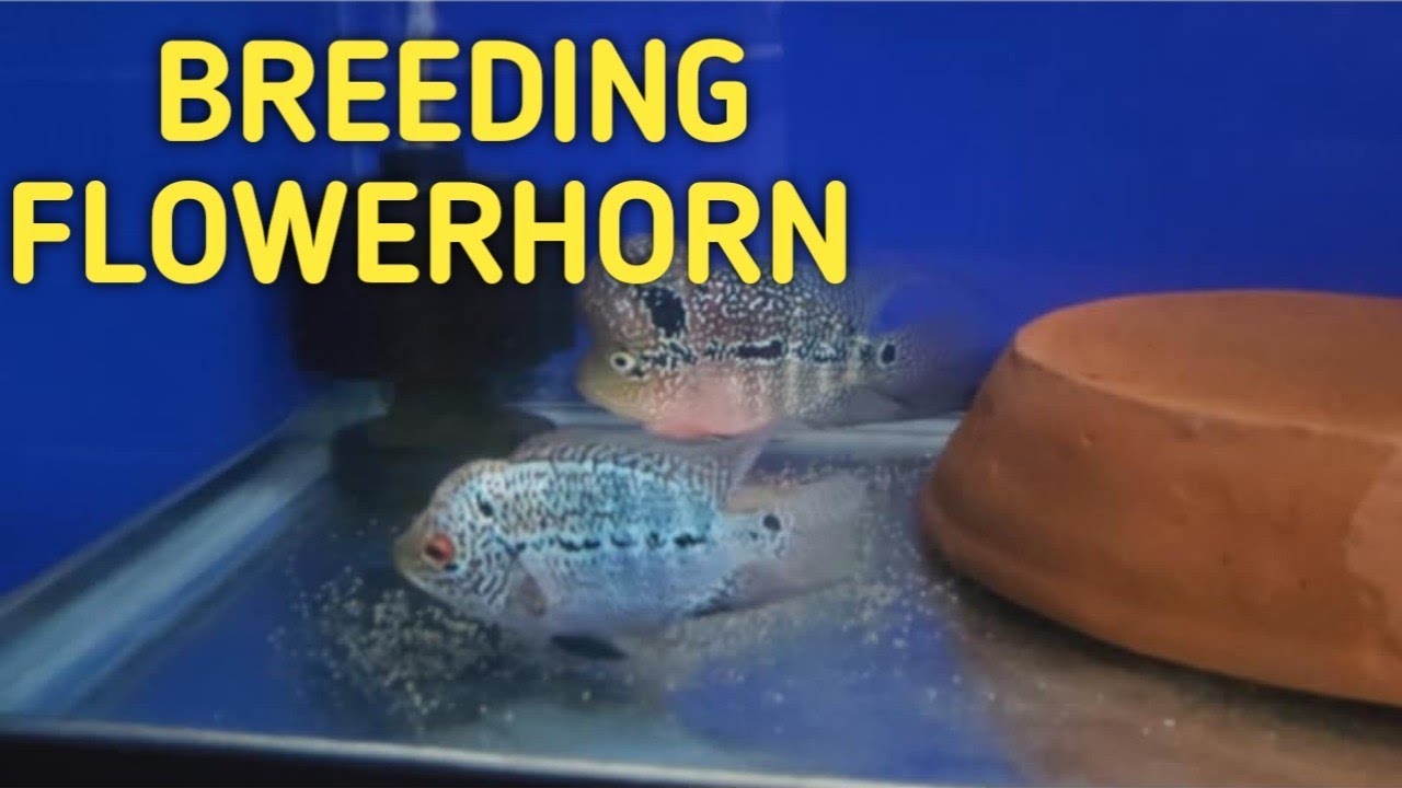 MINI FISH FARM Breeding Flowerhorn