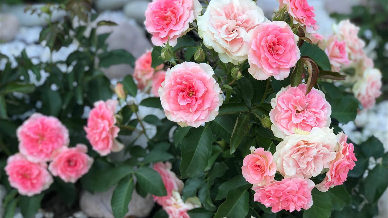 2 часть🌹осенние звёзды моего сада🌹сентябрьское цветение роз, любимые сорта🌹