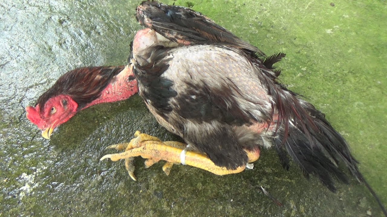 生きた軍鶏を絞めてシャモ鍋にしたらアゴの筋トレになった！