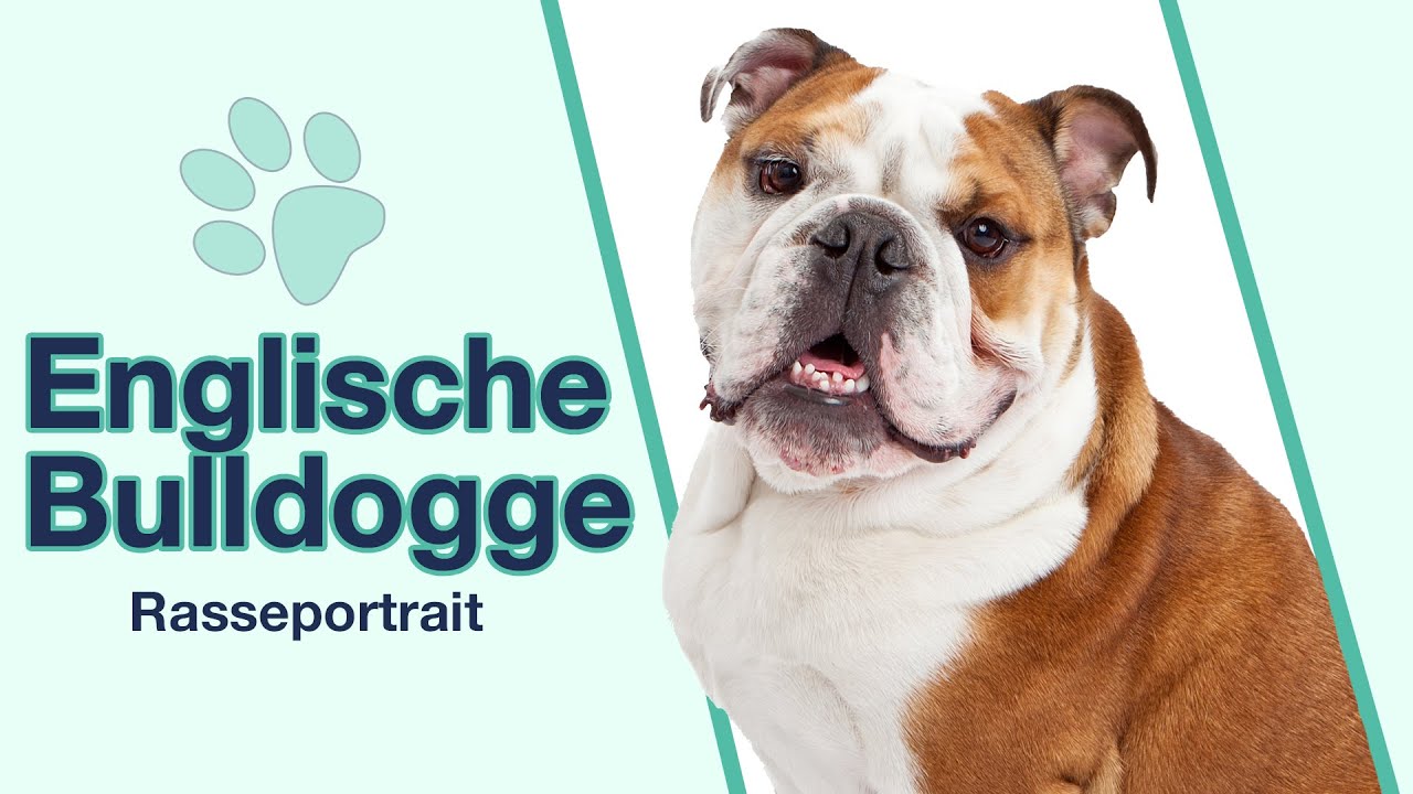 Englische Bulldogge im Rasseportrait | Liebenswerte und gemütliche Schwergewichte?
