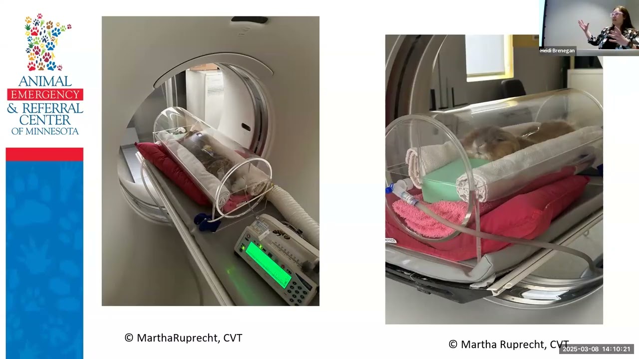 Unlocking the Image: Advanced Radiology Techniques for Exotic Pets