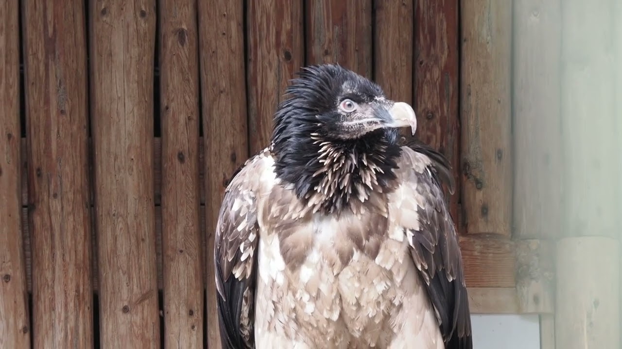 bearded vulture