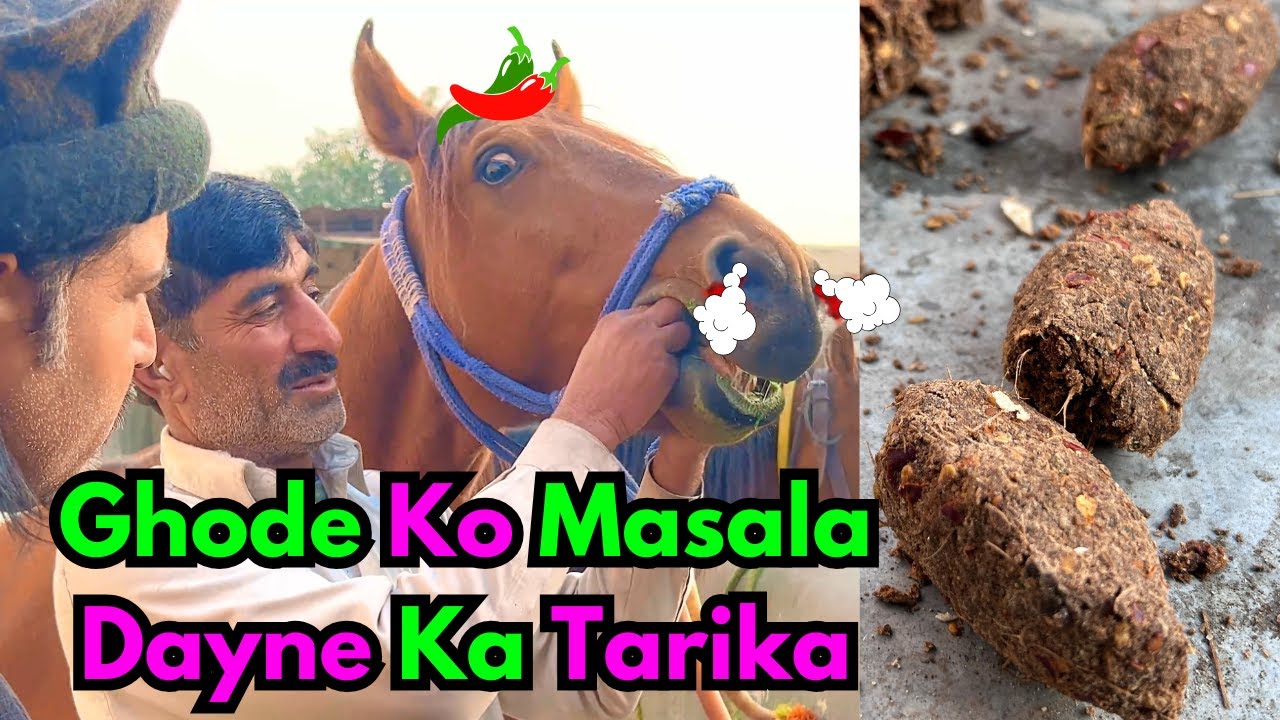 Ghode Ko Masala Dayne Or Kaiza Kurnay Ka Tarika