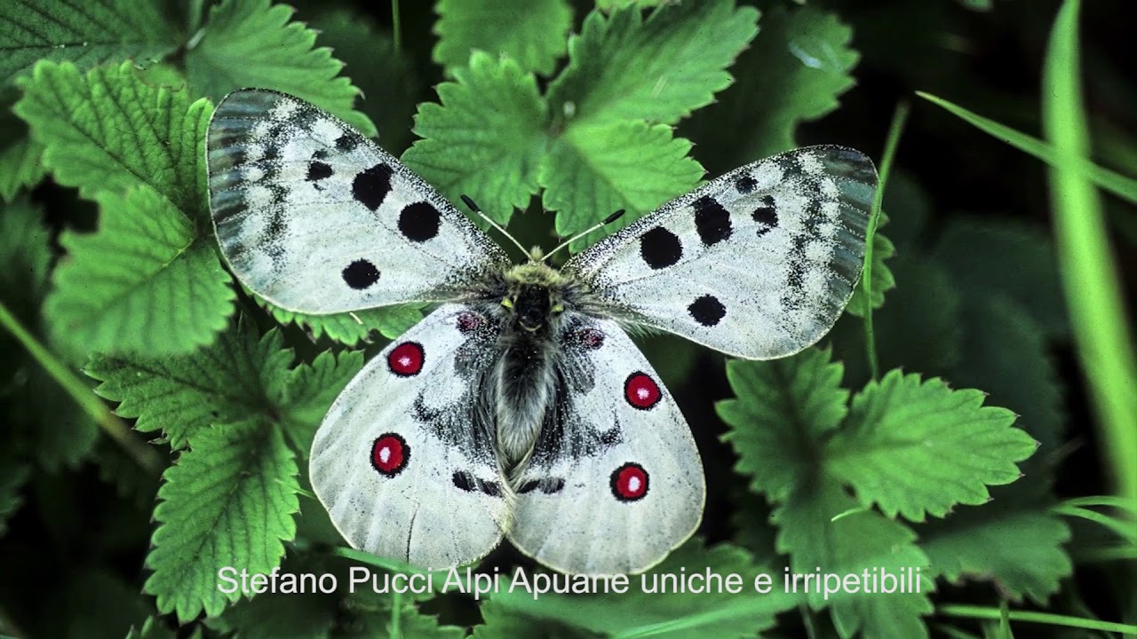 Trailer Alpi Apuane uniche e irripetibili.