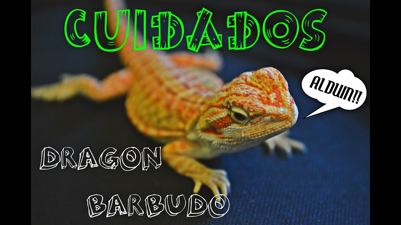 Cuidados del Dragon Barbudo / Pogona Vitticeps / Bearded Dragon.