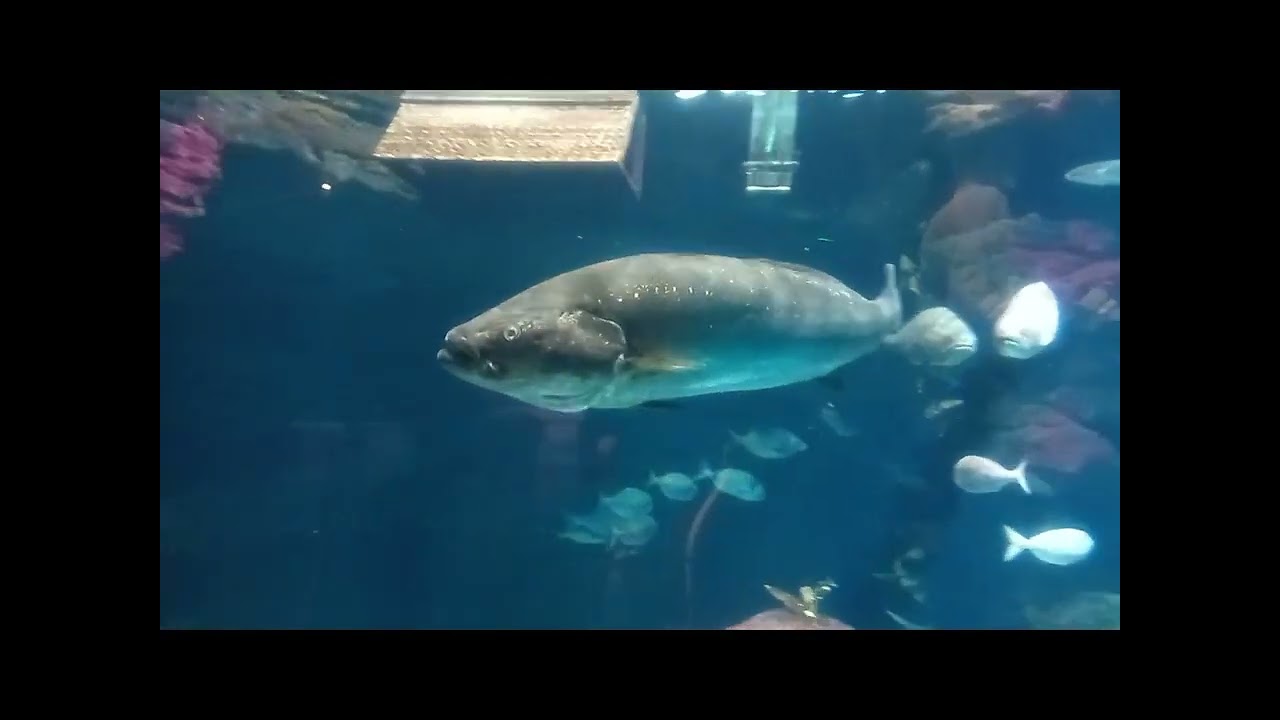 Planet ocean  montpellier part 2 #france