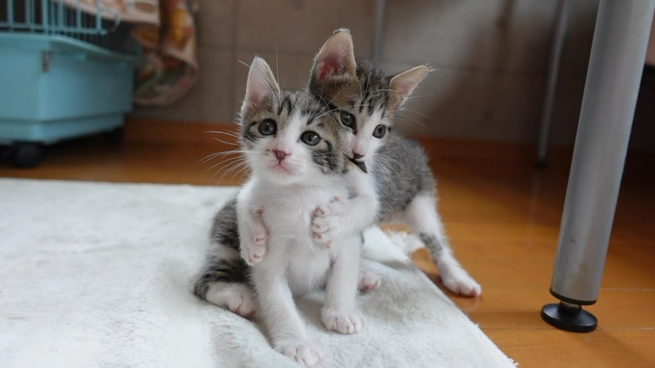 【生後34日】ご飯を食べたらノンストップで遊びまわる子猫達
