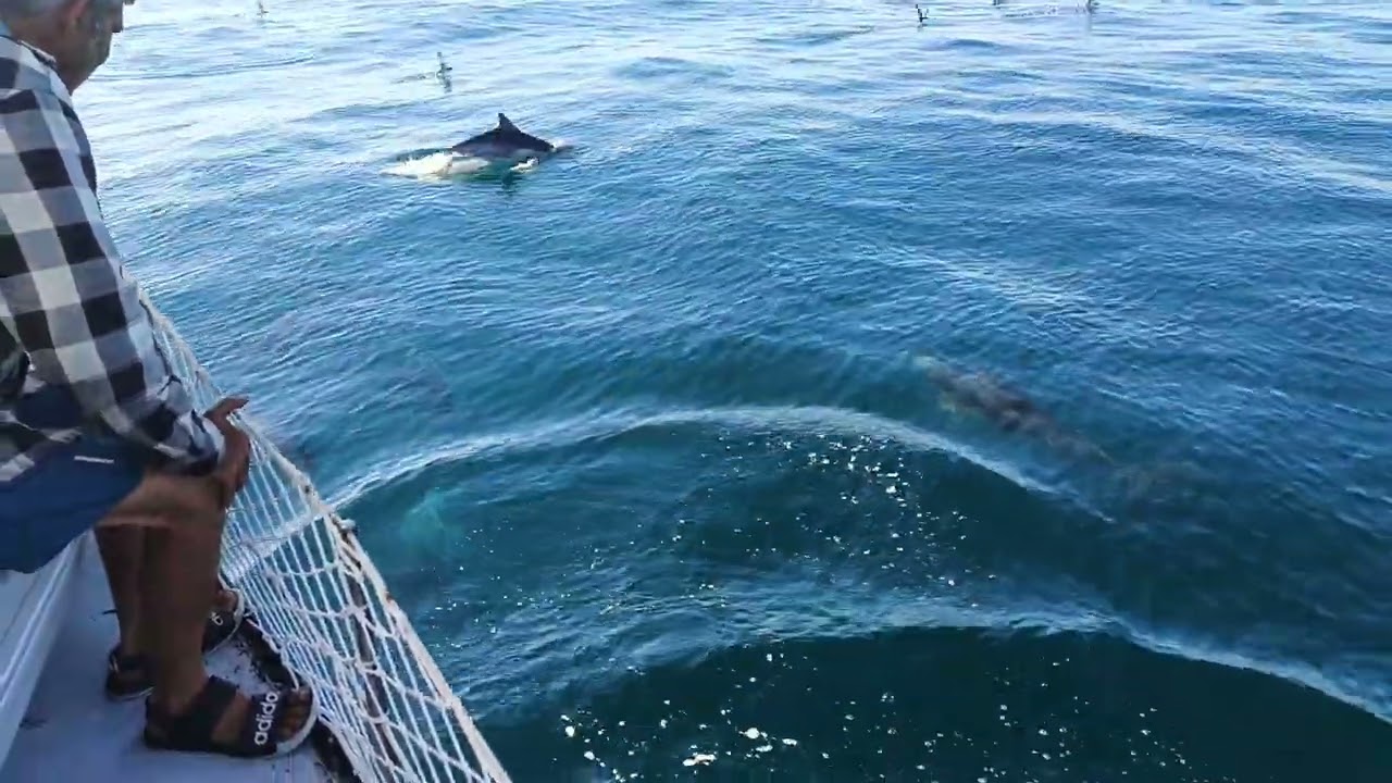 Dolphins swimming next to the boat!!