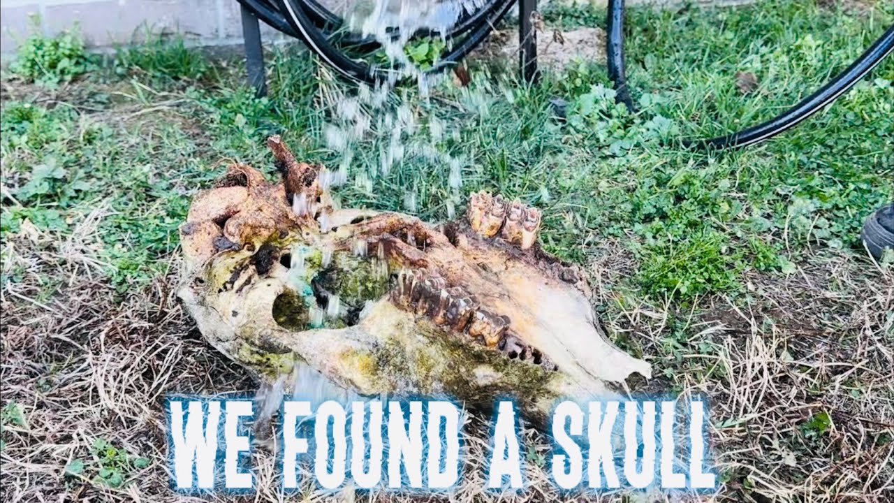 WE CLEANED AN ABANDONED COW SKULL!!!