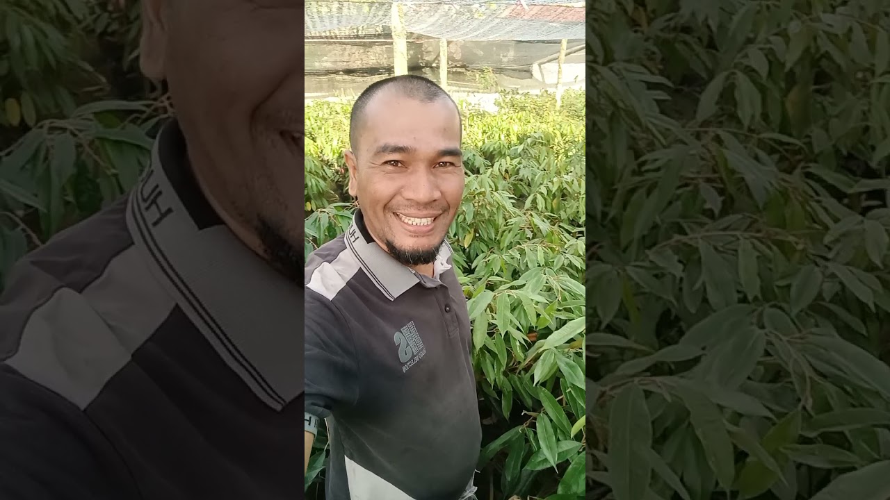 bibit durian bawor oce dn musangking di IKE RISMEN FARM