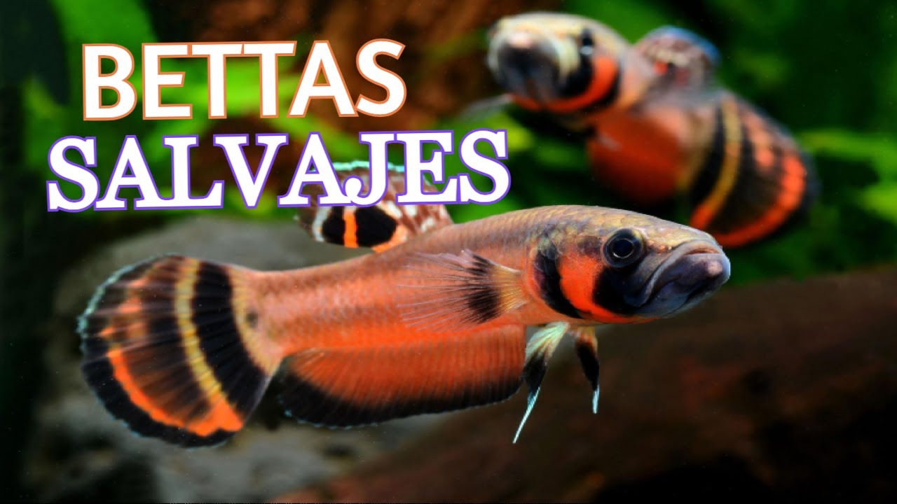 Especies de Bettas Salvajes que No conocías