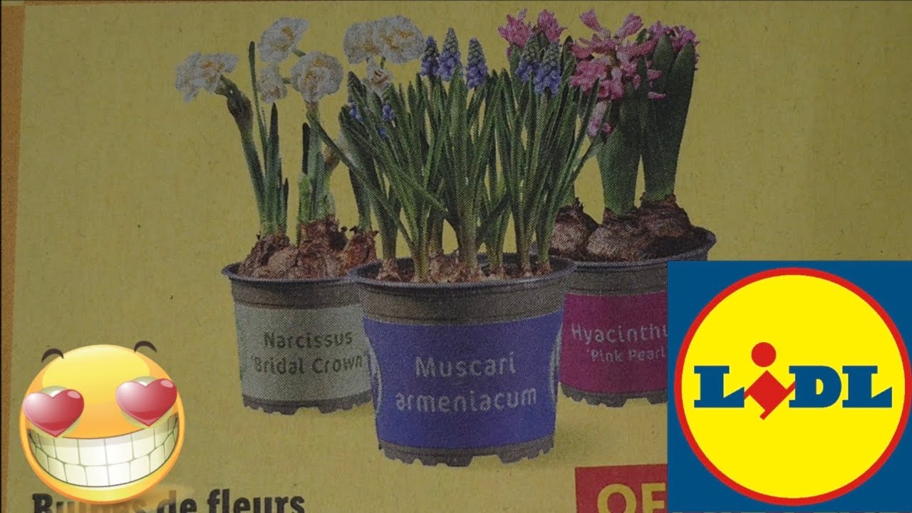 ARRIVAGE LIDL 27 JANVIER 2026
