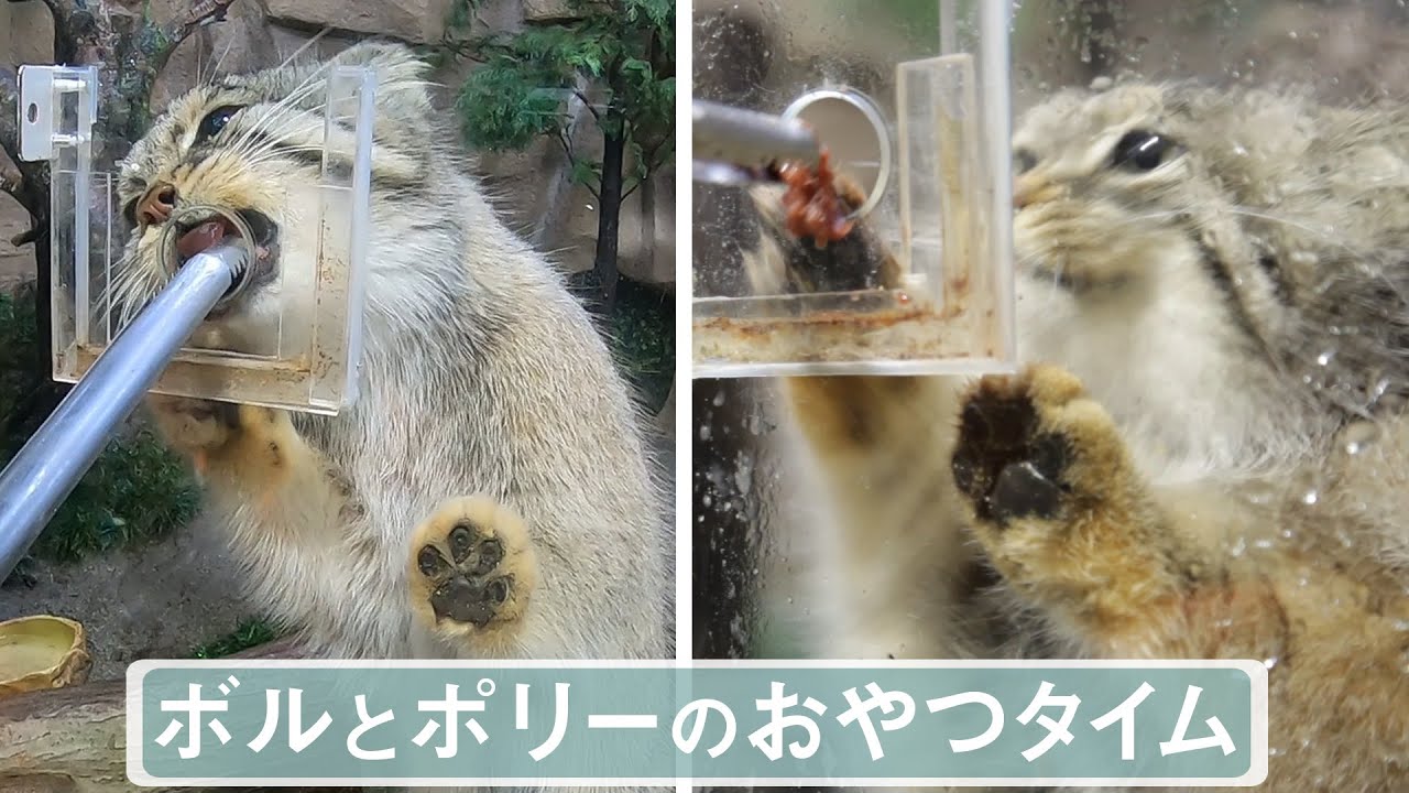 【マヌルネコ】ボルとポリーのおやつタイム Feeding Time with Pallas's Cats, Bol and Polly