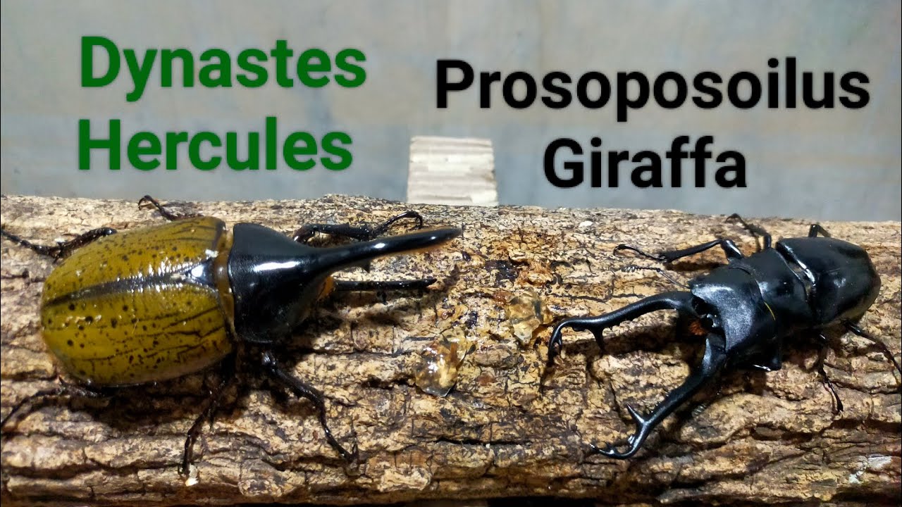 Ep.75 Kings battle : Dynastes Hercules vs Prosoposoilus Giraffa Insects Pok&eacute;mon fighting #pok&eacute;mon
