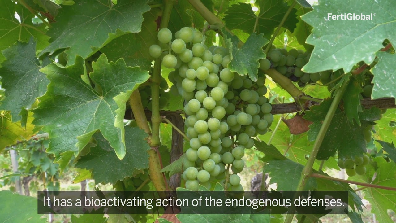 Grapevines - FertiGlobal