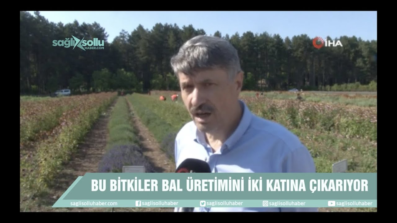 Bu bitkiler sayesinde bal üretimi iki katına çıkıyor