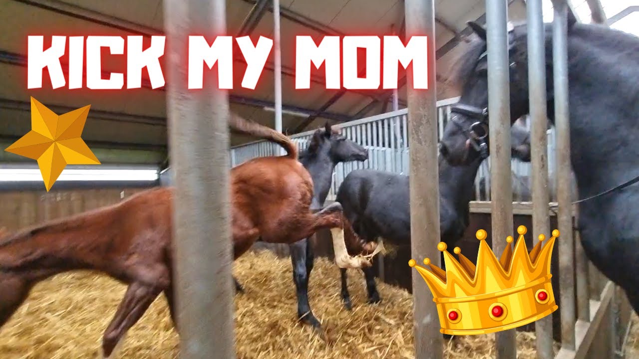 Kick my mom. Rising Star⭐ kicks his mother Queen👑Uniek! And much more | Friesian Horses