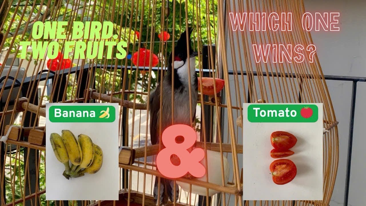 Tomato 🍅 vs Banana 🍌 | Which Fruit Will the Bird Choose? @BulbulEliteClub  