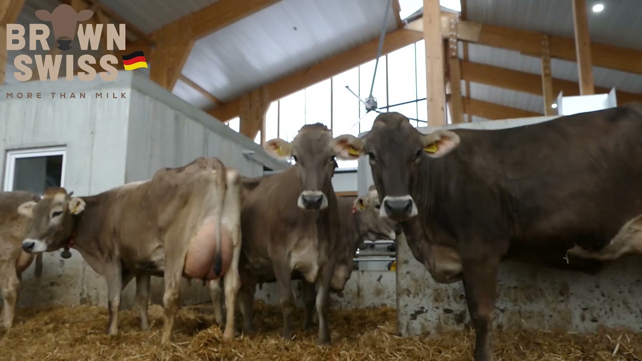 Brown Swiss & robustness