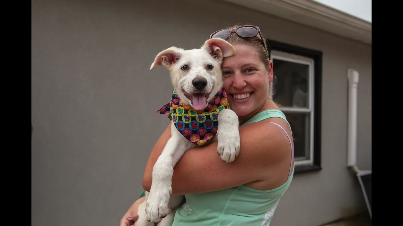 Surrender: Dog Rescue Video