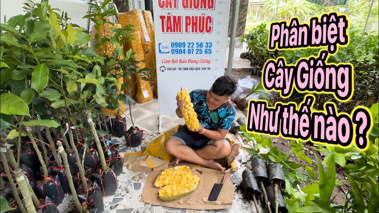 Mít Tố Nữ vị Sầu Riêng - Mít Mơ - Mít Tố Ngựa vị Sầu Riêng tên gọi nào đúng ?