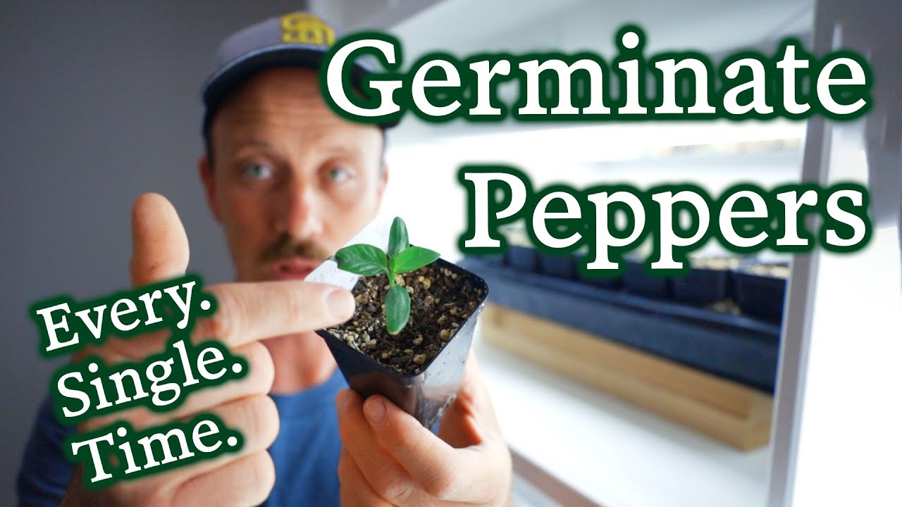 How To Germinate Pepper Seeds Easily & Efficiently