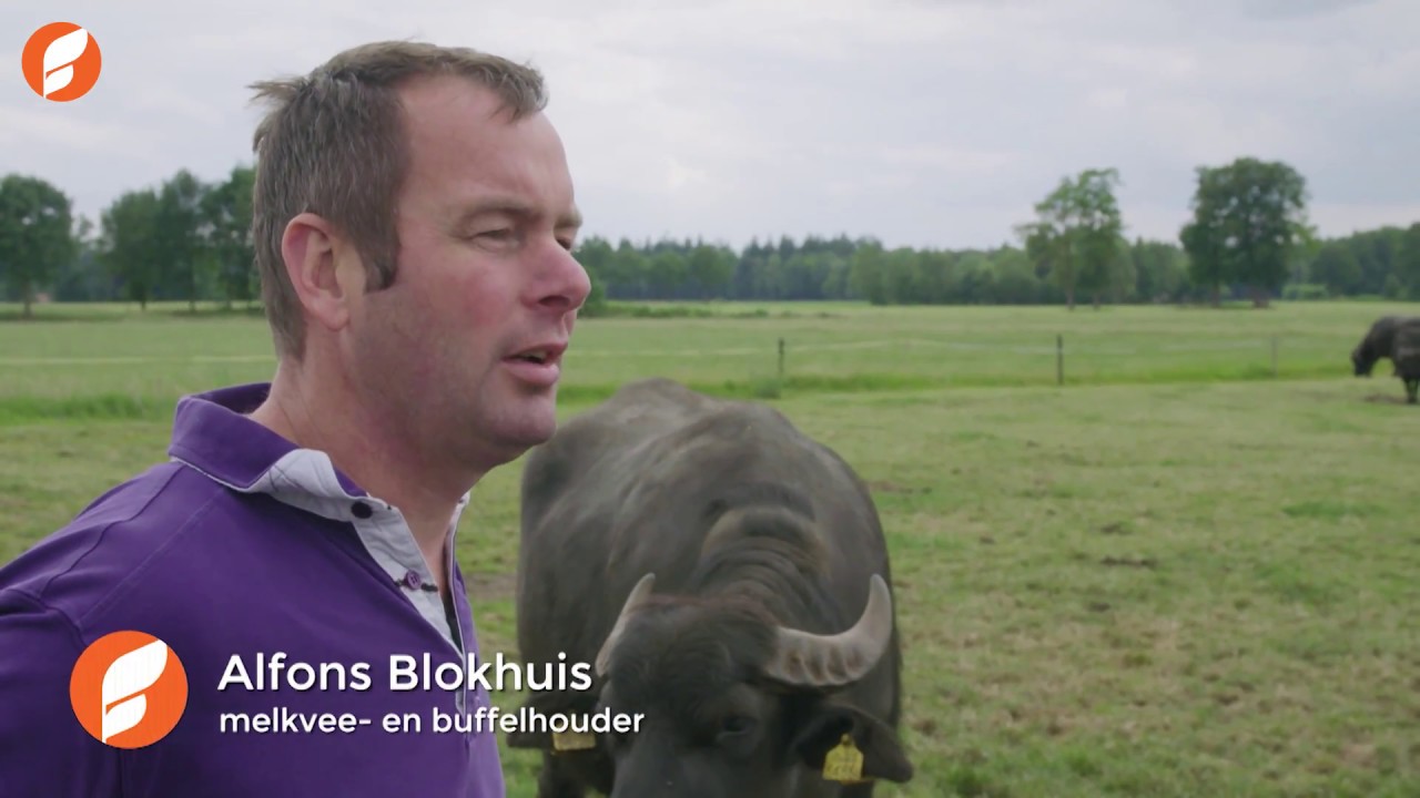 Échte buffelmozzarella: uit Twente