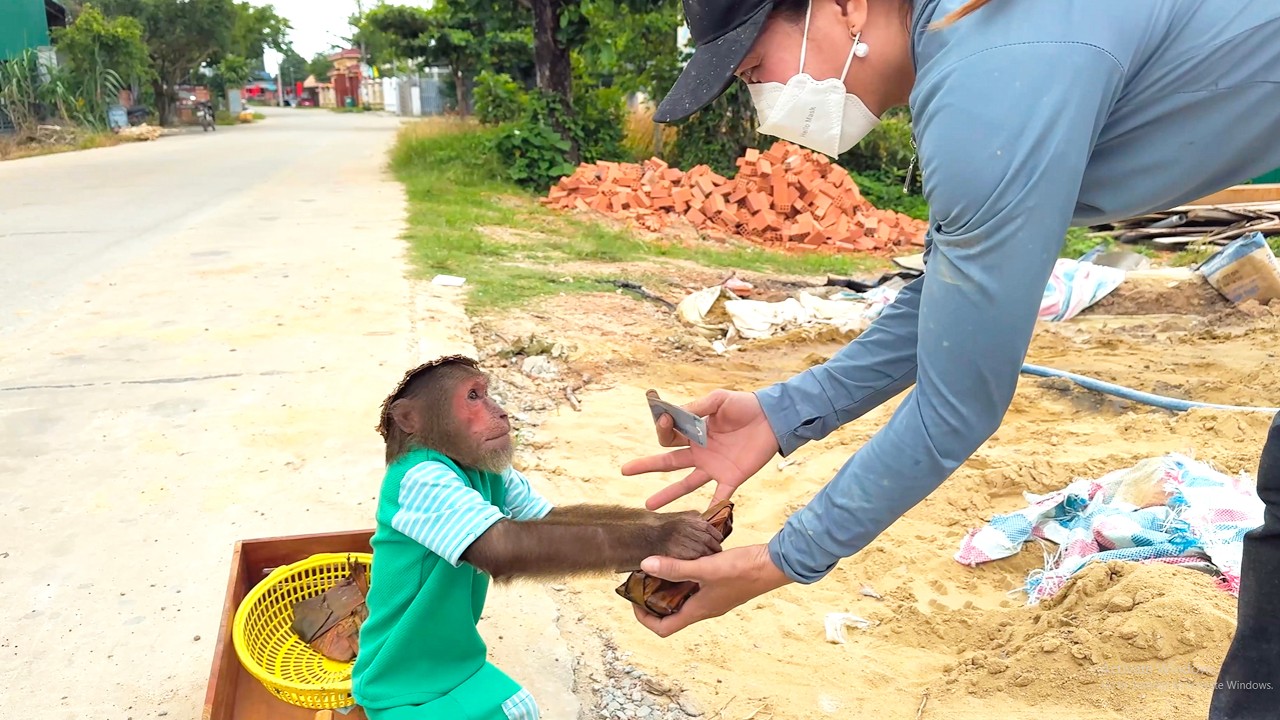 Too Cute! CUTIS Sneaks Out to Sell Leaf Cakes for Money