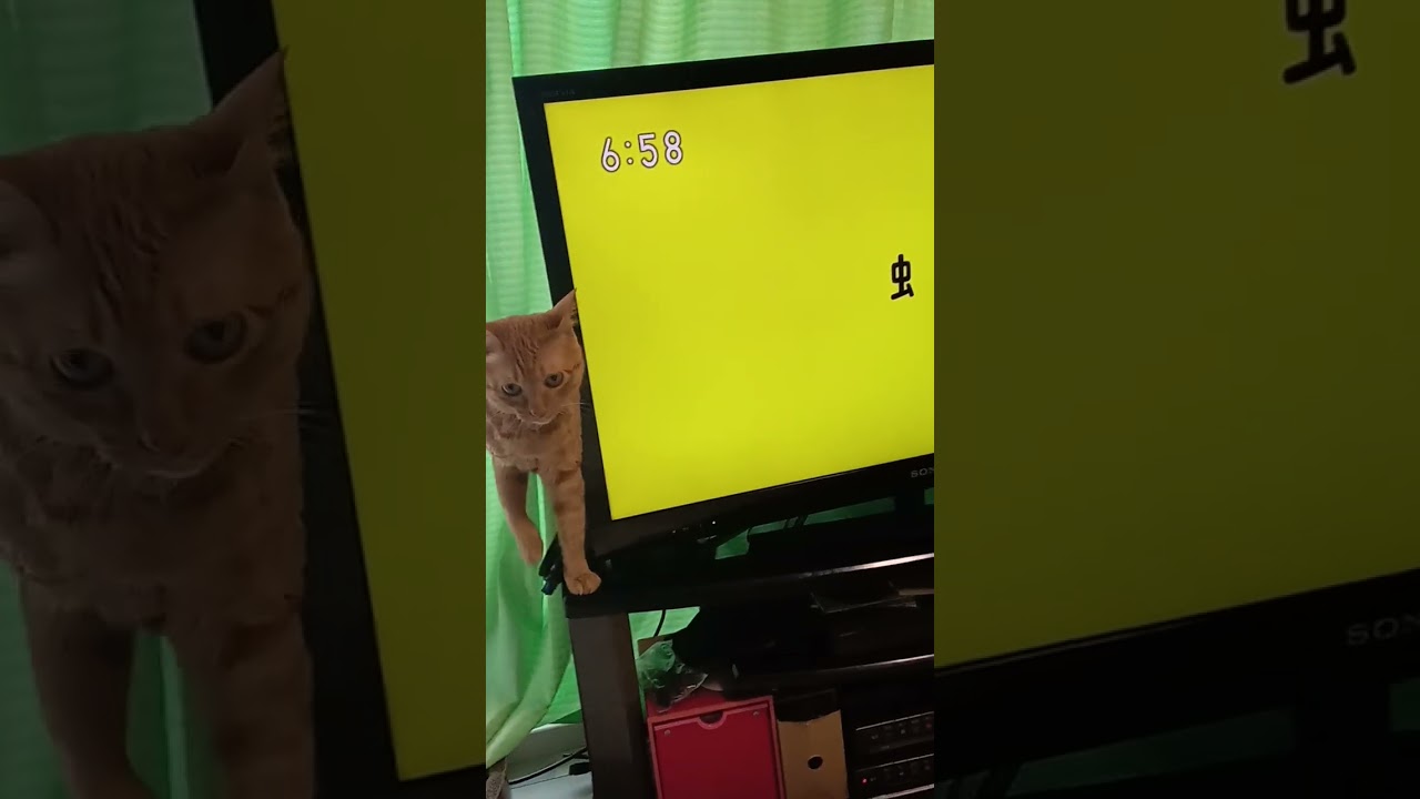 虫へんが通ります　が大好きな猫