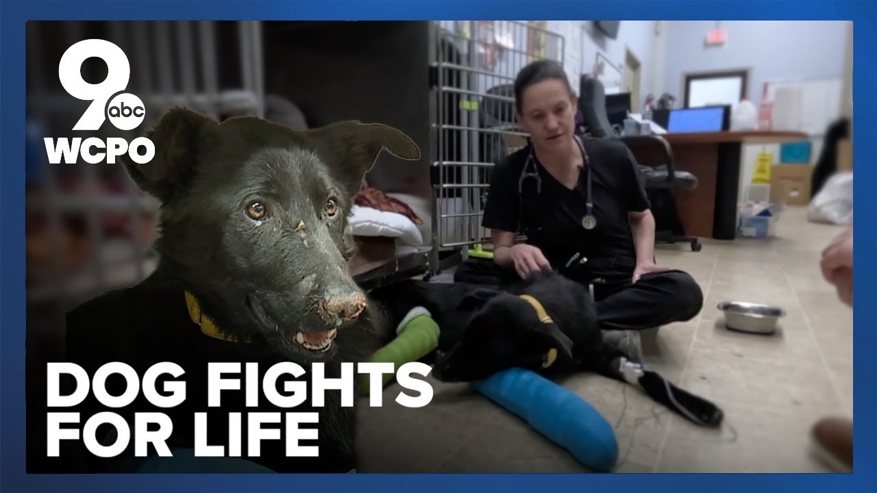 Badly injured dog found in Cincinnati area on New Year’s Eve, staff seek help finding owners