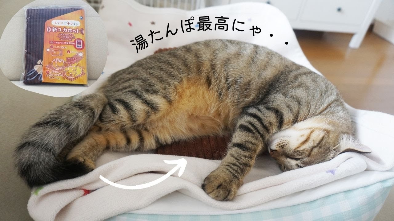 電子レンジ加熱で超便利！【ペット用湯たんぽ・貝沼産業の新ユカホットを口コミレビュー！】猫様におすすめです。
