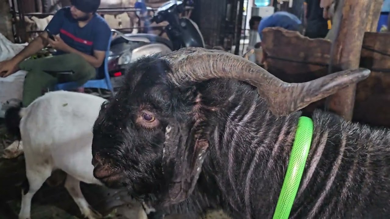 Kashmiri ya Bantom?? || Al Mehtab Goat Farm