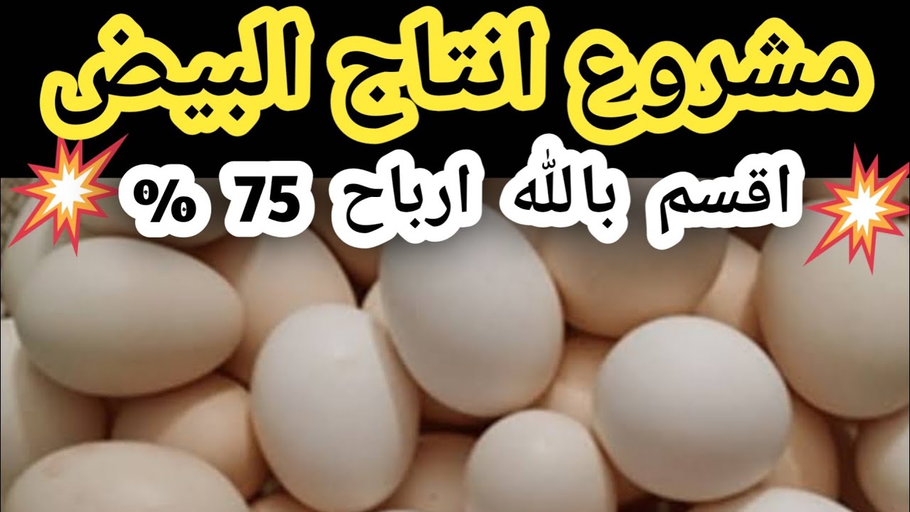 مشروع إنتاج البيض من 1000 فرخة بياضة | الأرباح والإنتاج بالتفصيل #تربية الدواجن #دراسة_جدوى