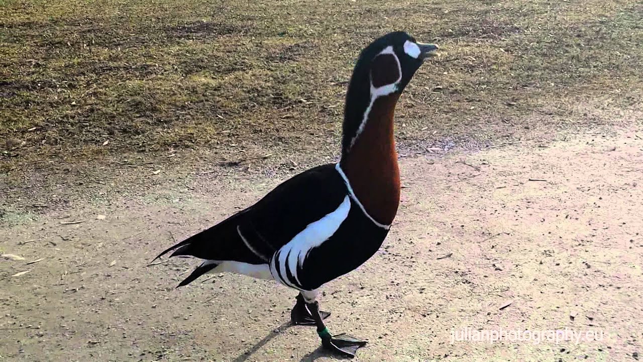 Branta ruficollis