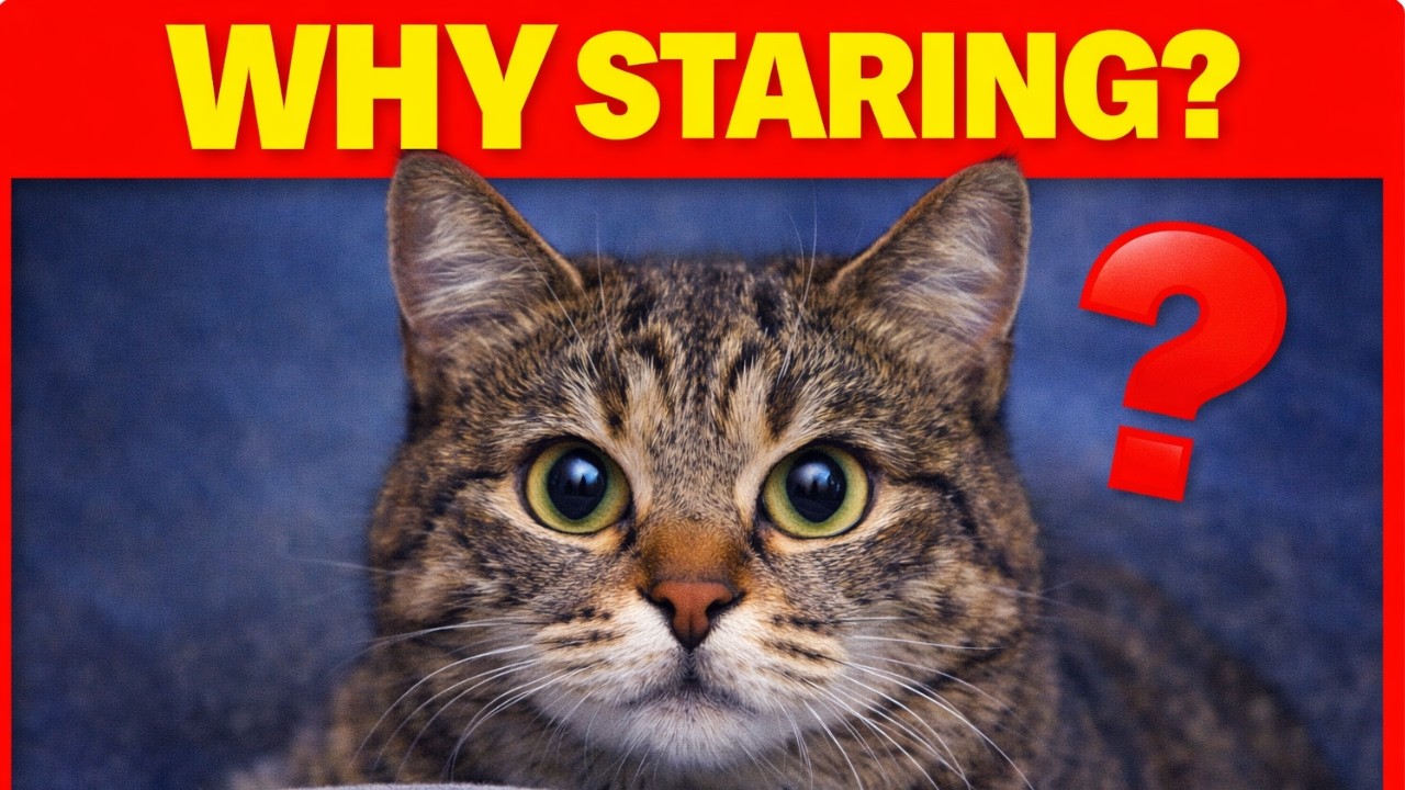 Why Your Cat Stares at You (It&rsquo;s Not Random)
