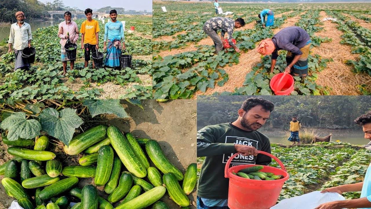 মোগো বরিশালে শসার বাম্পার ফলন|Gharami Agro Farm#farmlife 