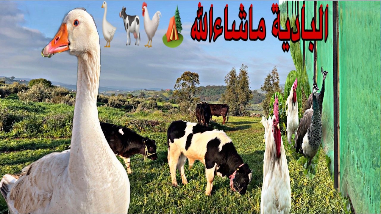 العمل في البادية أجواء رائعة فين وصل المسرح  شنو درت مع الأبقار و الدجاج