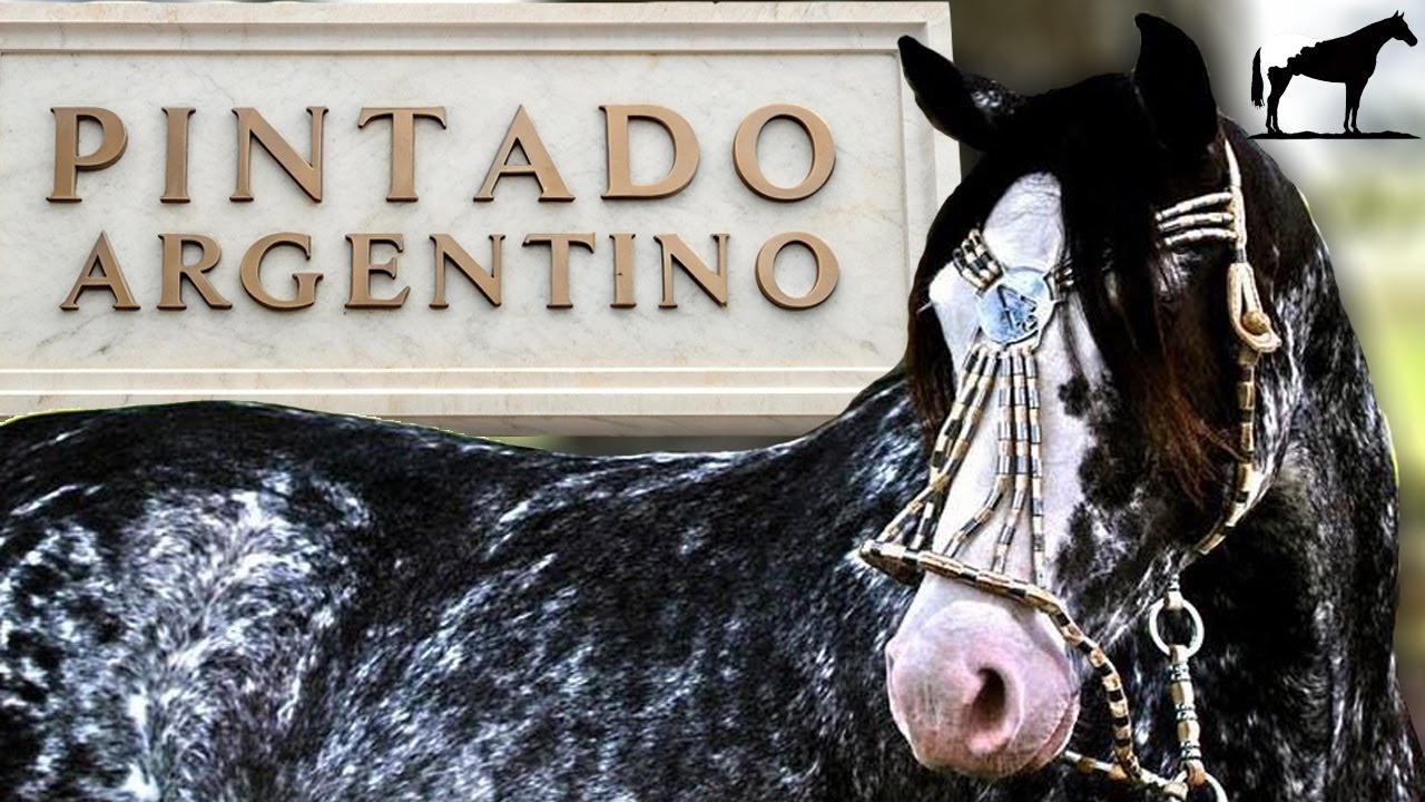 El Pintado Argentino 🐴 🐴-Del Cerro Soy