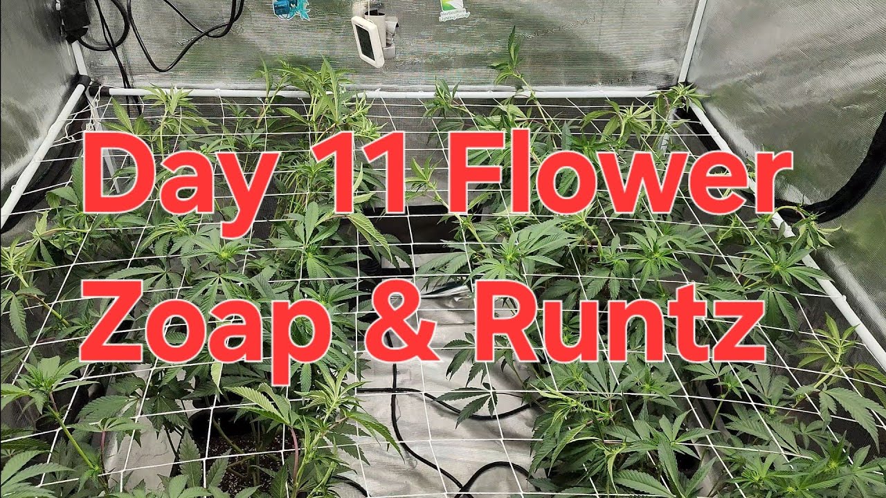 Gaia Green Autopots. Zoap and Runtz Buttonz. 11 Days of Flower.