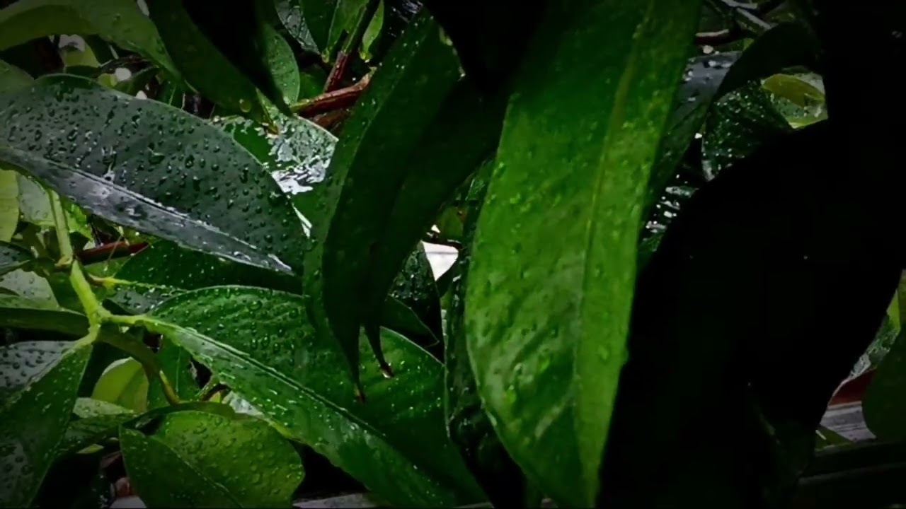 Rain Sounds on Forest Leaves 🌿 | Relaxing Nature Ambience for Sleep